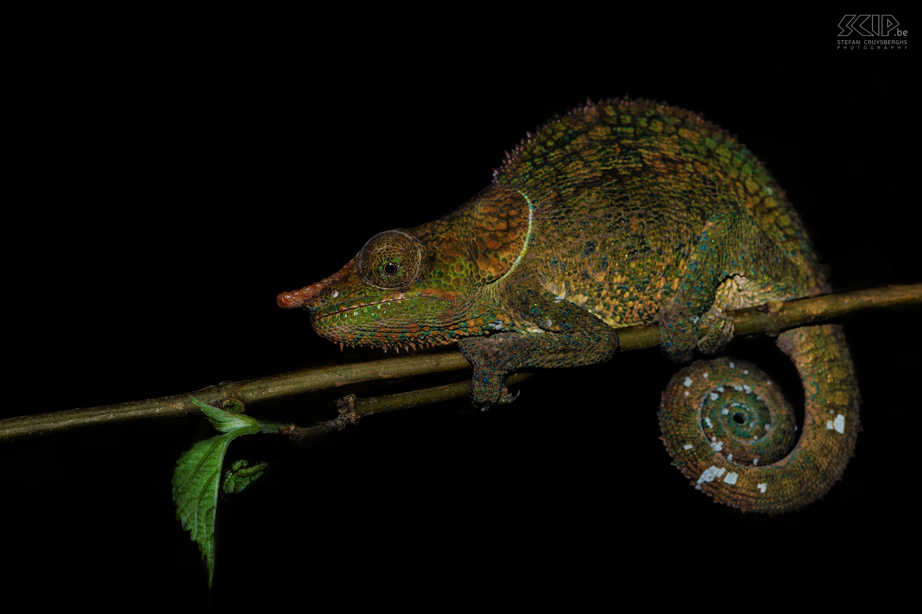 Ranomafana - Blue-legged kameleon We vonden deze mannelijke 'blue-legged' or 'cryptic' kameleon (Calumma crypticum) in Ranomafana nationaal park tijdens een nachtwandeling. Deze kameleon is endemisch in het zuiden van Madagaskar. Deze kameleon heeft een kleine neushoorn en kan allerlei felle kleuren hebben. De poten kunnen volledig blauw zijn of blauwe vlekken hebben. Stefan Cruysberghs